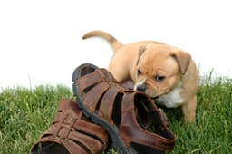 St Louis Dog Training Dog Walking