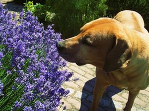 St Louis Dog Training Dog Walking