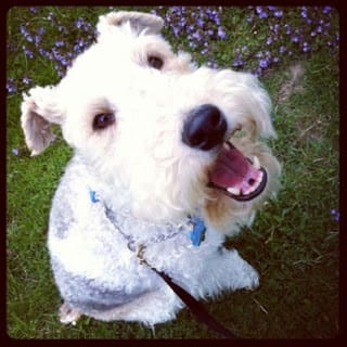 St Louis Dog Training Dog Walking