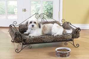St Louis Dog Training Dog Walking