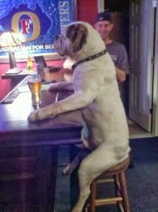 St Louis Dog Training Dog Walking