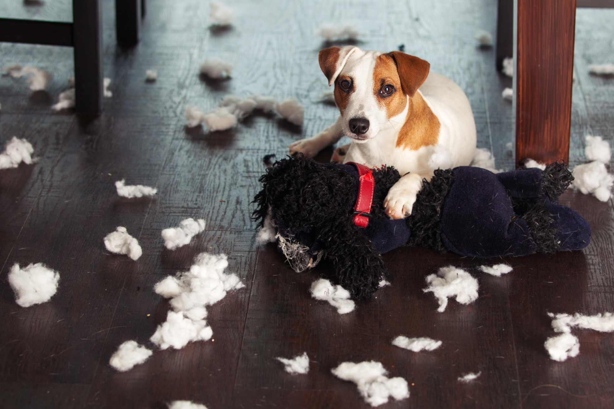 messybaddog The Persuaded Pooch St. Louis Dog Training