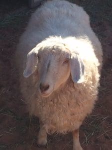 St Louis Dog Walking Dog Training