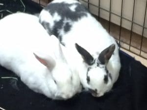 St Louis Dog Walking Dog Training