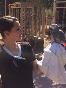 St Louis Dog Walking Dog Training