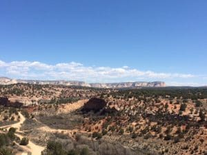 St Louis Dog Walking Dog Training