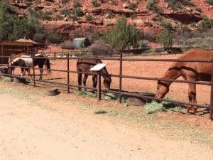 St Louis Dog Walking Dog Training