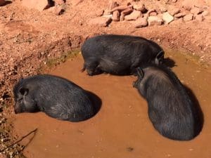 The piggies in the mud!