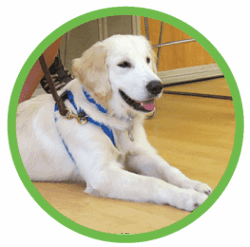 St Louis MO Dog Training and Dog Training Classes