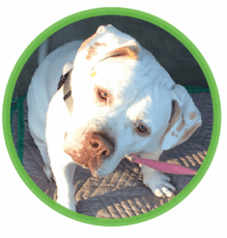 St Louis MO Dog Training and Dog Training Classes