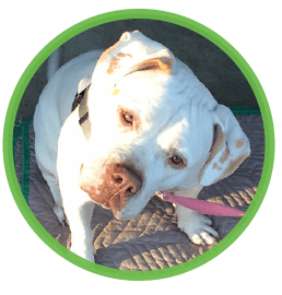 St Louis MO Dog Training and Dog Training Classes