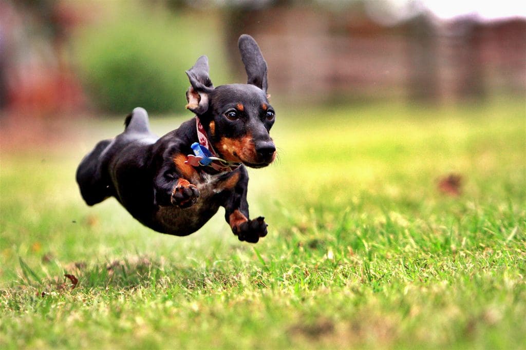 hyperactive dog hyperactive dog