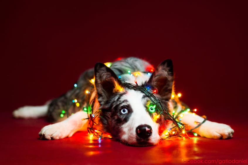 holiday dog stress_st louis dog trainer