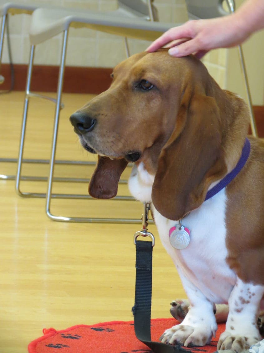 St Louis Dog Training