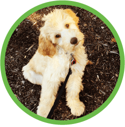 St Louis MO Puppy Training