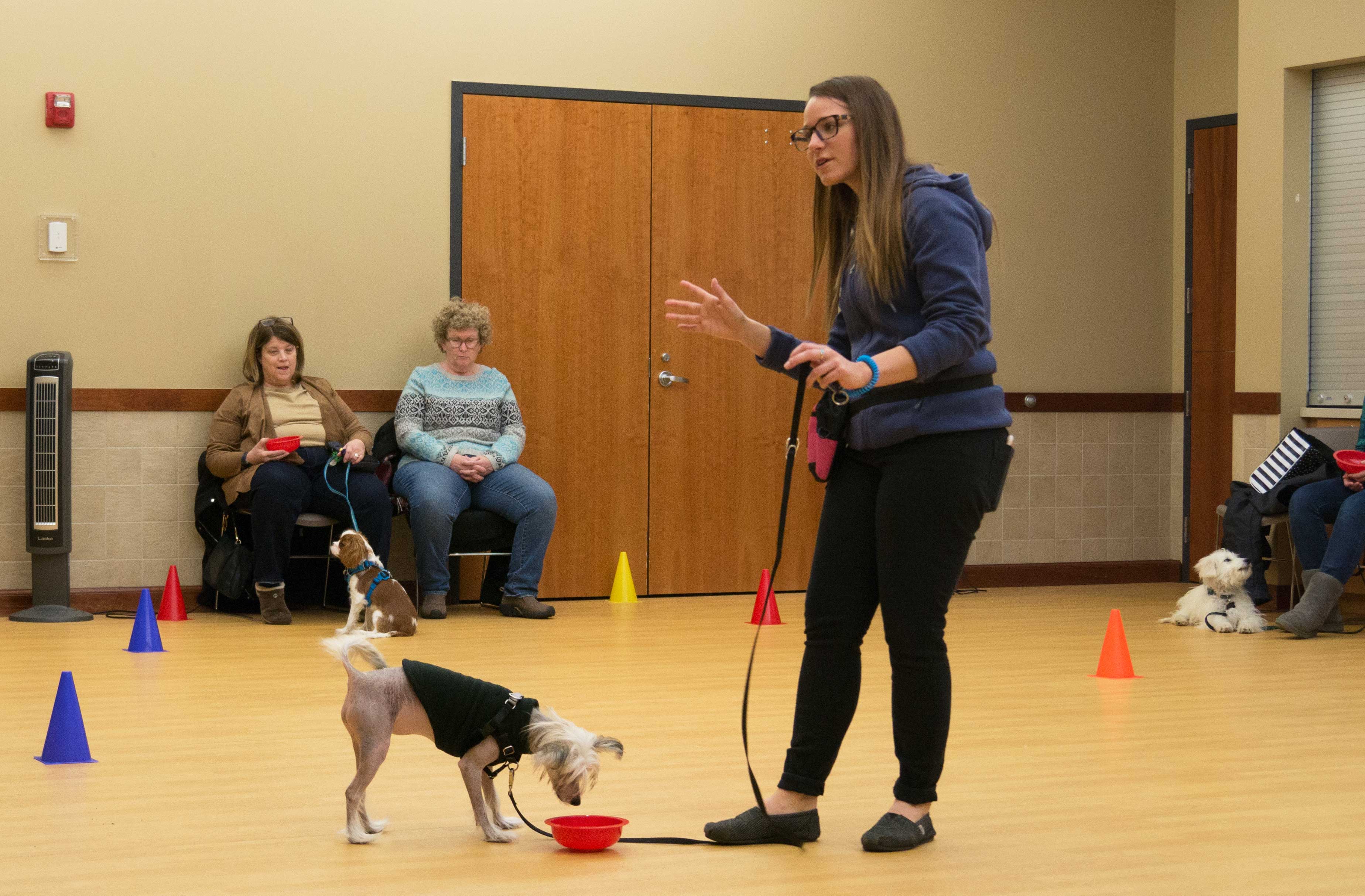 St Louis Dog Training Classes Persuaded Pooch Nicole Veile