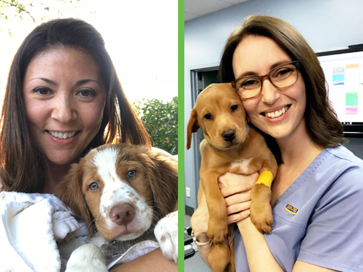 St Louis Mo puppy socialization class
