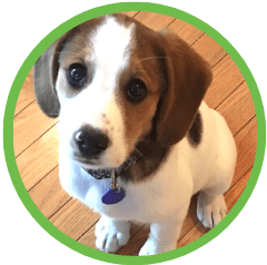 St Louis MO Puppy Training