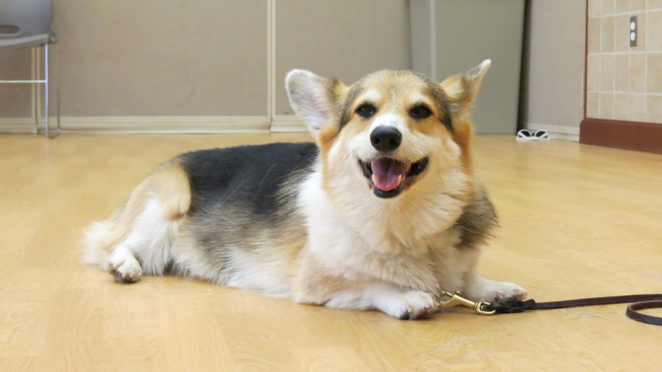 St Louis MO Dog Training and Dog Training Classes