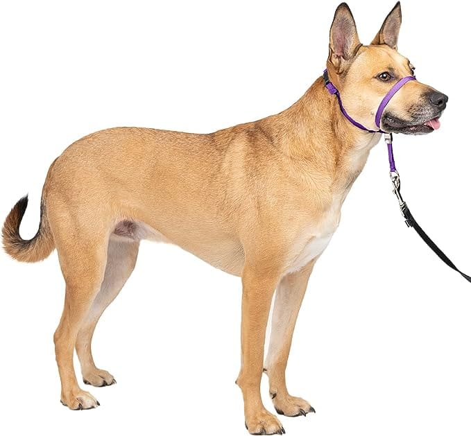 Head Collar – PetSafe Gentle Leader