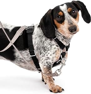 Harness – Petsafe Surefit