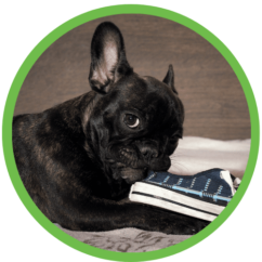 St Louis MO Dog Training Puppy Training Classes