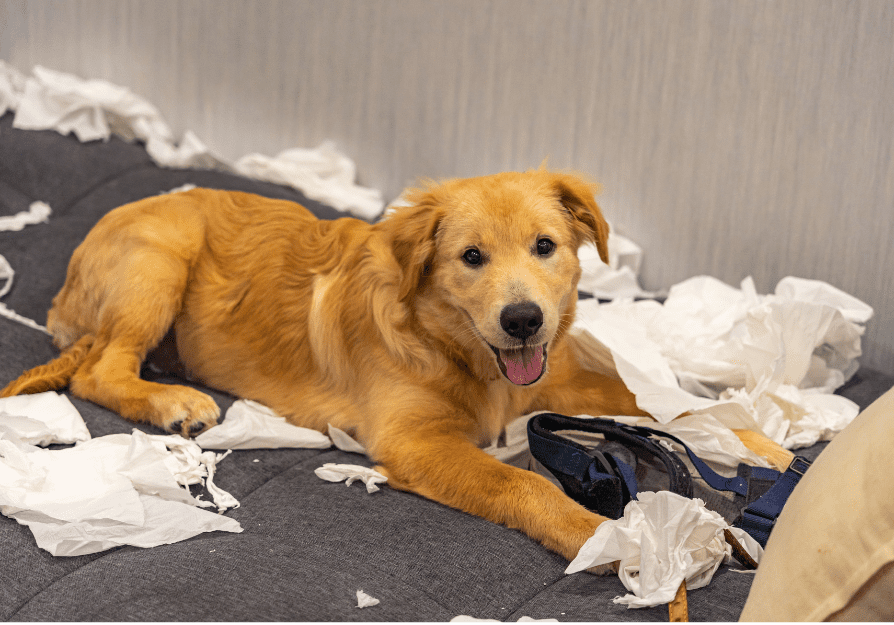 st louis mo puppy socialization