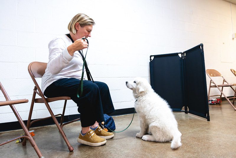 St. Louis dog training classes