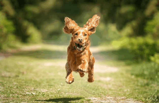 Recall Training St. Louis Dog Training