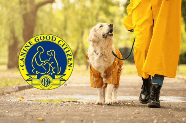 St Louis Dog Training Classes Persuaded Pooch Nicole Veile