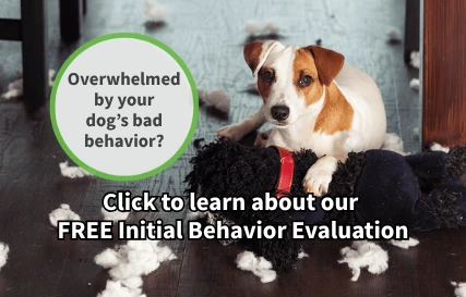 St Louis MO Dog Training Puppy Training Classes