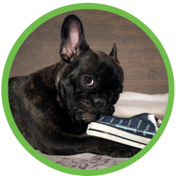 St Louis MO Dog Training Puppy Training Classes