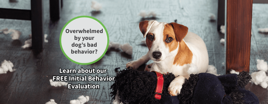 St Louis MO Dog Training Puppy Training Classes