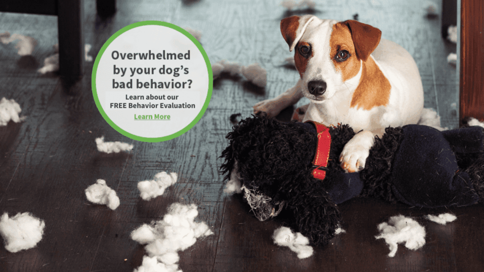 St Louis MO Dog Training Puppy Training Classes