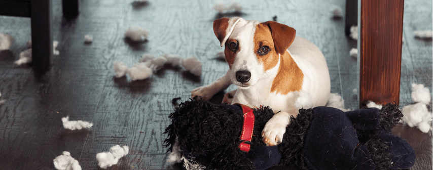 St Louis MO Dog Training Puppy Training Classes