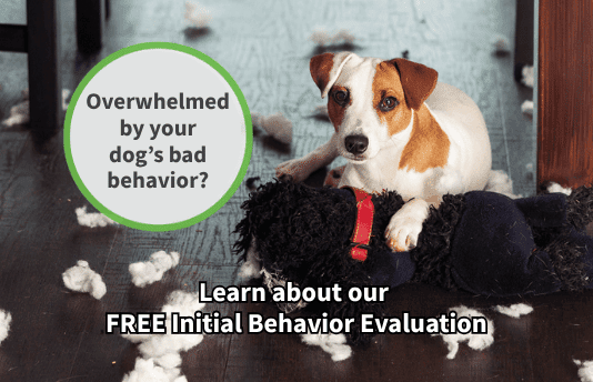 St Louis MO Dog Training Puppy Training Classes