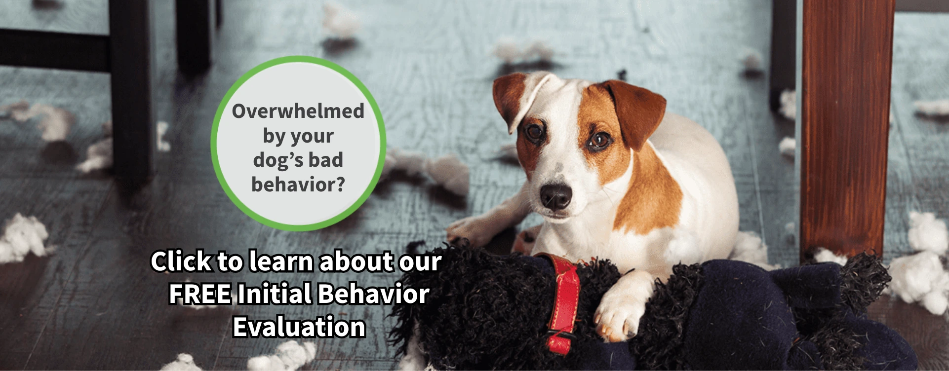 St Louis MO Dog Training Puppy Training Classes