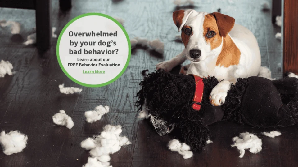 St Louis MO Dog Training Puppy Training Classes