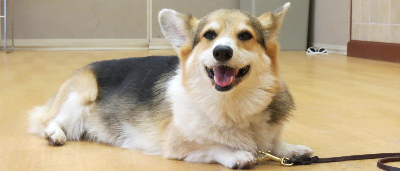 St Louis MO Dog Training Puppy Training Classes
