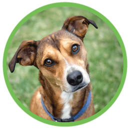 St Louis MO Dog Training Puppy Training Classes